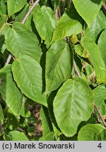 Betula lenta (brzoza cukrowa)