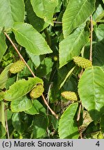 Betula lenta (brzoza cukrowa)