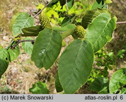 Betula lenta (brzoza cukrowa)