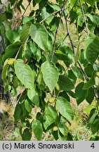 Betula lenta (brzoza cukrowa)