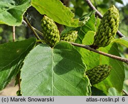 Betula lenta (brzoza cukrowa)