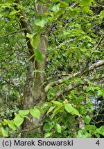 Betula lenta (brzoza cukrowa)