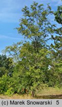 Betula lenta (brzoza cukrowa)