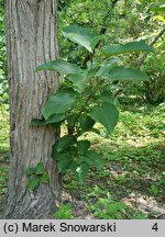 Populus lasiocarpa (topola wielkolistna)