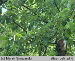 Populus lasiocarpa (topola wielkolistna)