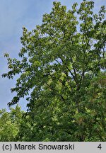 Populus lasiocarpa (topola wielkolistna)