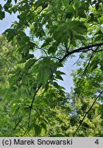 Populus lasiocarpa (topola wielkolistna)