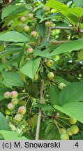 Malus hupehensis (jabłoń hupeheńska)