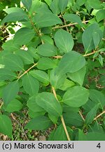 Forsythia ovata (forsycja koreańska)