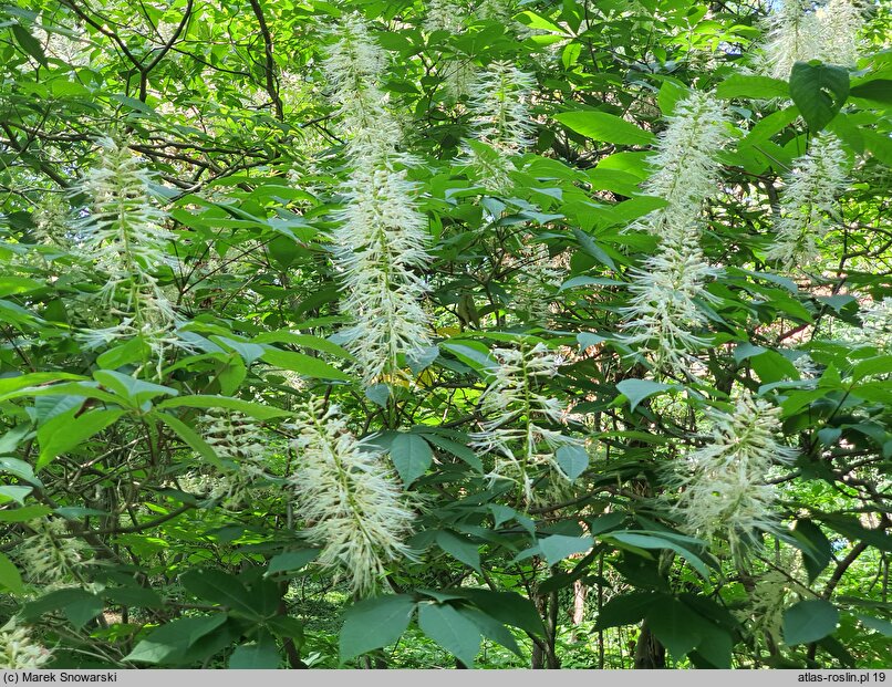 Aesculus parviflora (kasztanowiec drobnokwiatowy)