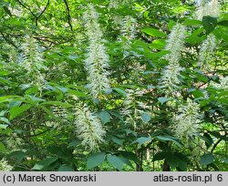 Aesculus parviflora (kasztanowiec drobnokwiatowy)