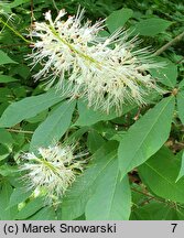 Aesculus parviflora (kasztanowiec drobnokwiatowy)