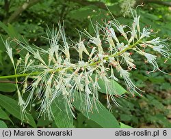 Aesculus parviflora (kasztanowiec drobnokwiatowy)