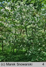 Aesculus parviflora (kasztanowiec drobnokwiatowy)