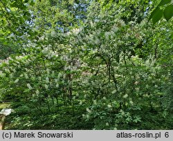 Aesculus parviflora (kasztanowiec drobnokwiatowy)