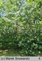 Aesculus parviflora (kasztanowiec drobnokwiatowy)