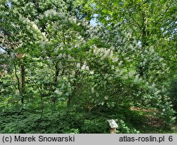 Aesculus parviflora (kasztanowiec drobnokwiatowy)