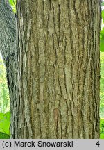 Populus ×wilsocarpa (topola mieszańcowa)