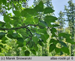 Populus ×wilsocarpa (topola mieszańcowa)