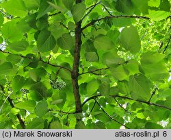 Populus ×wilsocarpa (topola mieszańcowa)