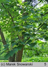 Populus ×wilsocarpa (topola mieszańcowa)