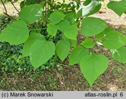 Populus ×wilsocarpa (topola mieszańcowa)