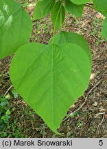 Populus ×wilsocarpa (topola mieszańcowa)