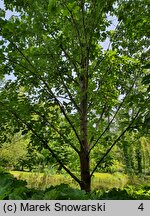 Populus ×wilsocarpa (topola mieszańcowa)