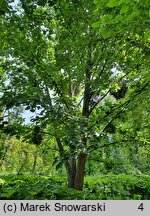 Populus ×wilsocarpa (topola mieszańcowa)