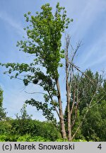 Populus ×wilsocarpa (topola mieszańcowa)