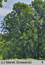 Populus ×wilsocarpa (topola mieszańcowa)