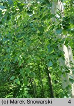 Populus ×canescens (topola szara)