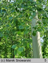 Populus ×canescens (topola szara)