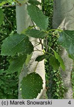 Populus ×canescens (topola szara)