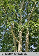 Populus ×canescens (topola szara)