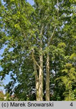 Populus ×canescens (topola szara)