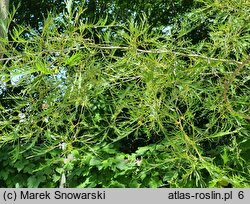 Alnus glutinosa Imperialis