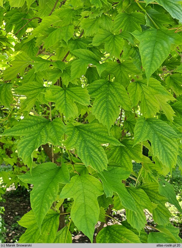 Viburnum sargentii Susquehanna