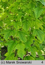 Viburnum sargentii Susquehanna