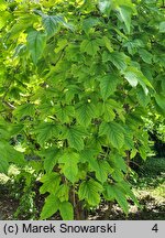 Viburnum sargentii Susquehanna