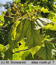 Viburnum sargentii Susquehanna