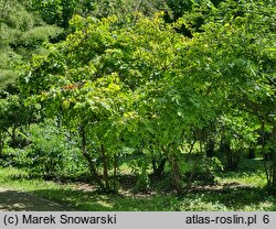 Viburnum sargentii Susquehanna