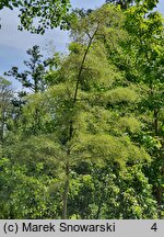 Alnus glutinosa Imperialis