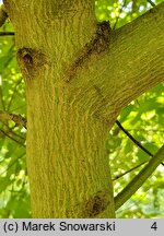 Cornus amomum (dereń błękitny)