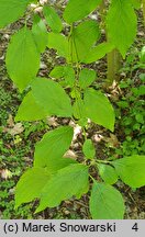 Cornus amomum (dereń błękitny)