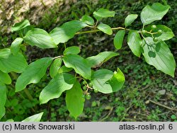 Cornus amomum (dereń błękitny)