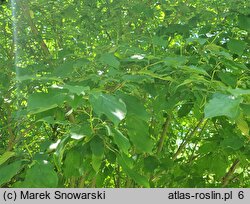 Cornus amomum (dereń błękitny)