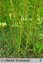 Cornus amomum (dereń błękitny)