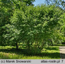 Cornus amomum (dereń błękitny)