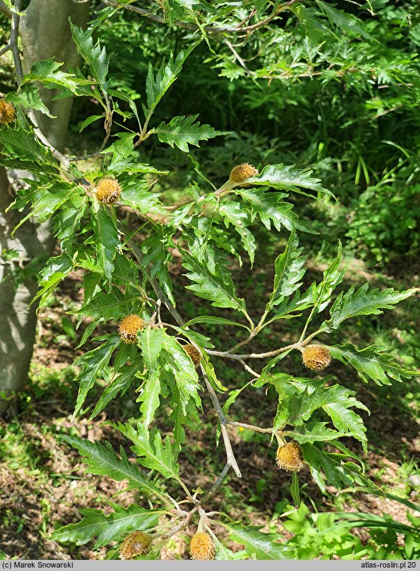 Fagus sylvatica s.str. Aspleniifolia
